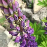 Bed & Breakfast Bel Esprit - D'hotes Kalhausen