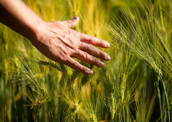 Bel Esprit - D'hotes